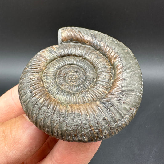 Dactylioceras Ammonite Fossil With Box And Stand - Whitby, North Yorkshire Jurassic Coast Yorkshire Fossils