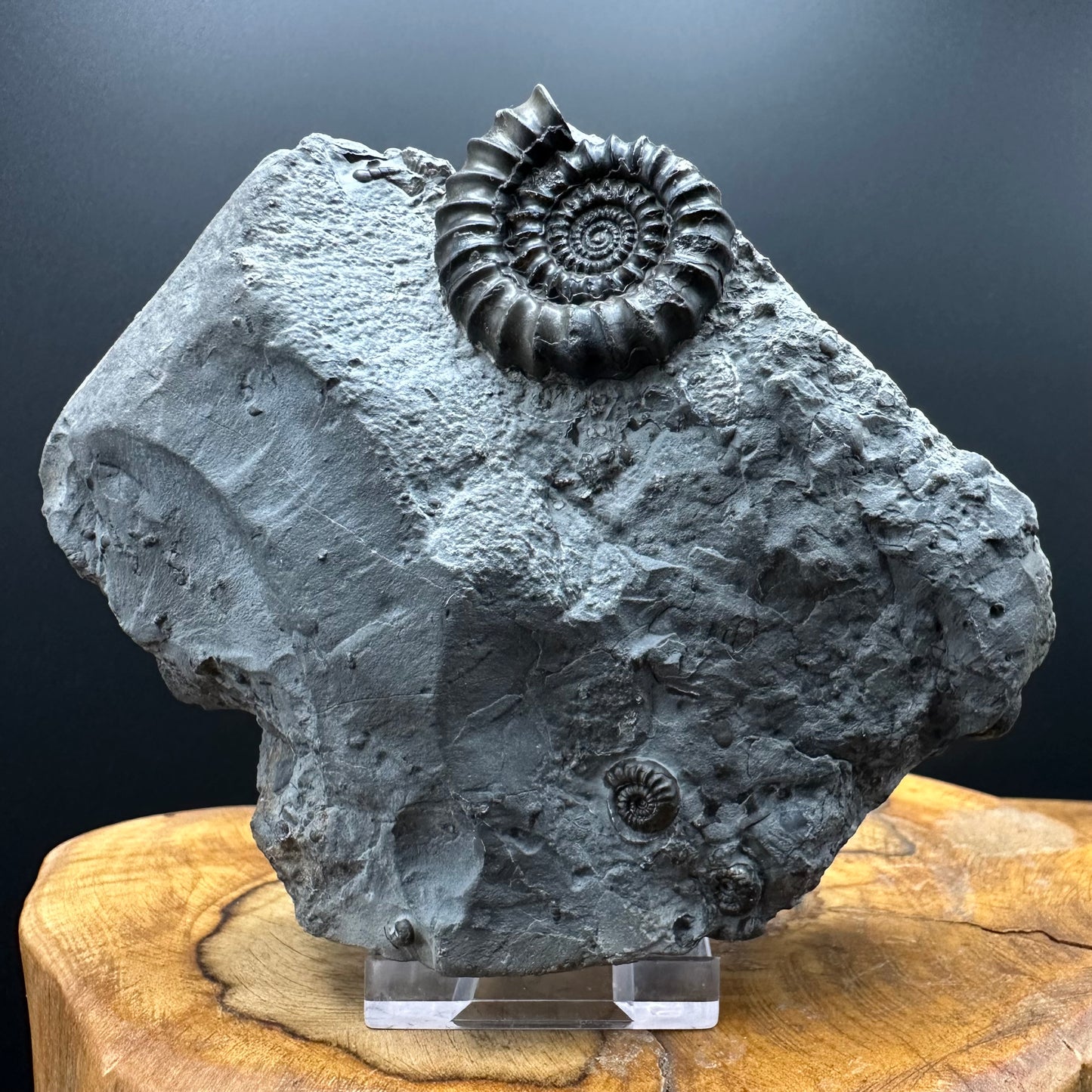 Gagaticeras Ammonite fossil with box and stand - Whitby, North Yorkshire Jurassic Coast Yorkshire Fossils