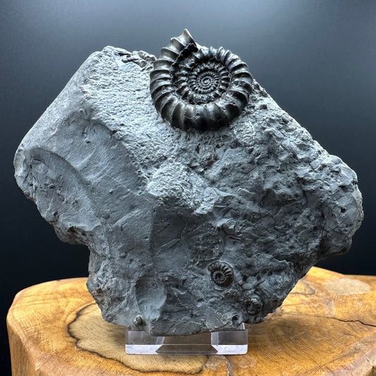 Gagaticeras Ammonite fossil with box and stand - Whitby, North Yorkshire Jurassic Coast Yorkshire Fossils