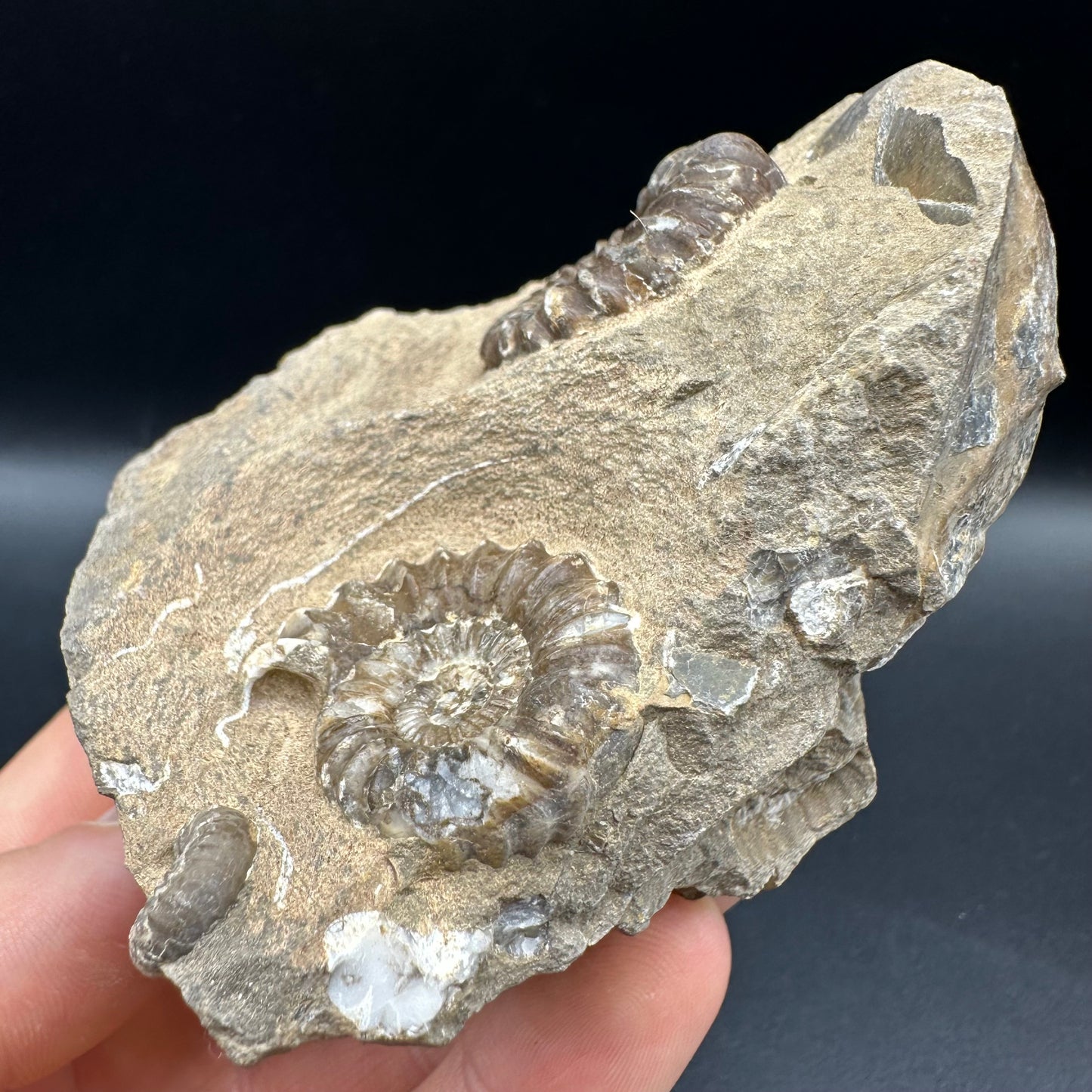 Androgynoceras capricornus Ammonite fossil with box and stand - Whitby, North Yorkshire Jurassic Coast Yorkshire Fossils