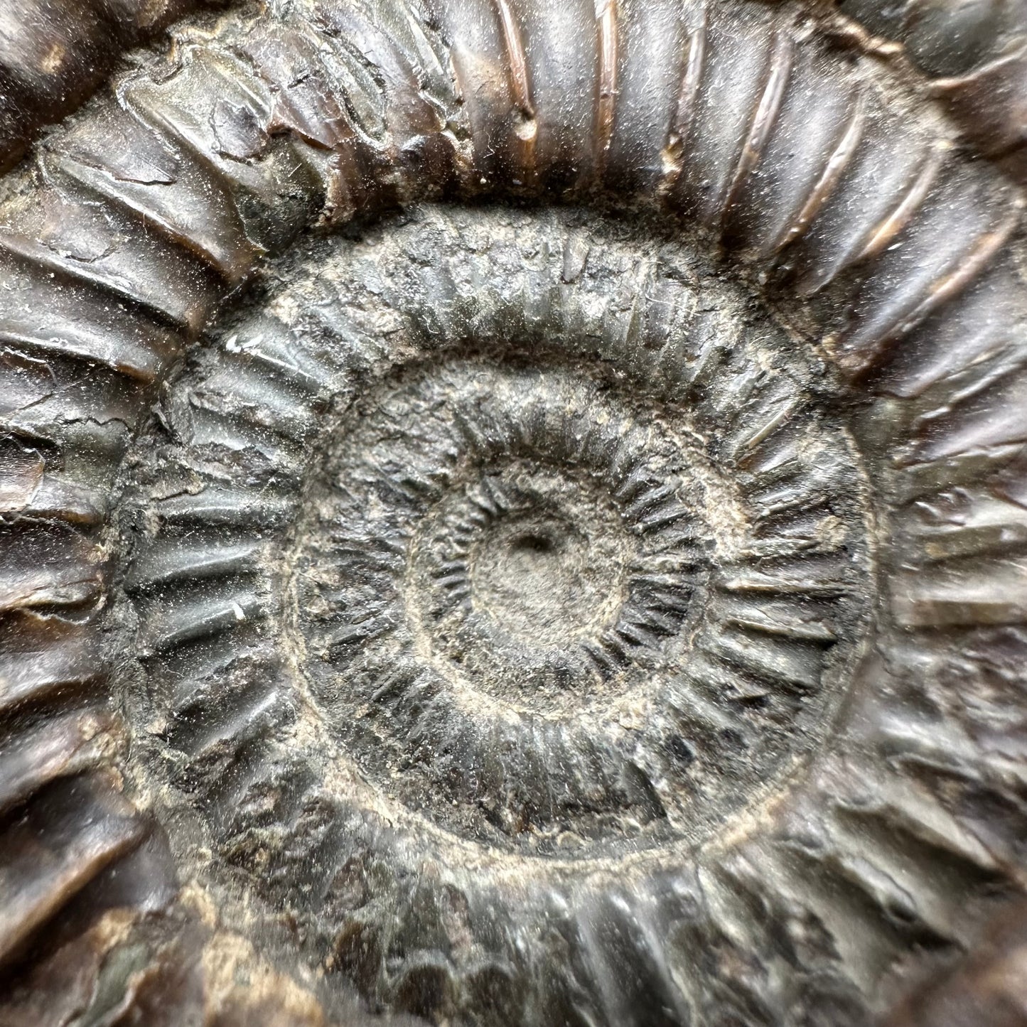 Dactylioceras Ammonite Fossil With Box And Stand - Whitby, North Yorkshire Jurassic Coast Yorkshire Fossils
