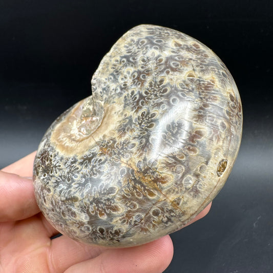 Phylloceras Ammonite Fossil With Box And Stand - Cretaceous Ammonite Madagascar