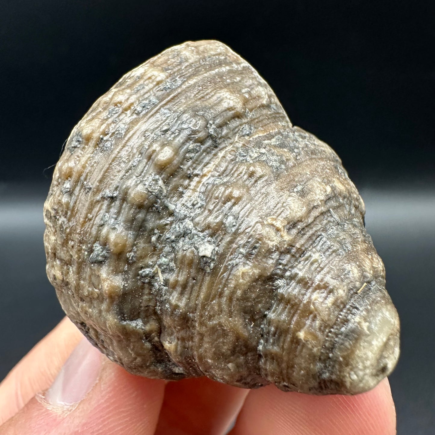 Gastropod Shell Fossil With Box And Stand - Whitby, North Yorkshire, Jurassic Coast, Yorkshire Fossils