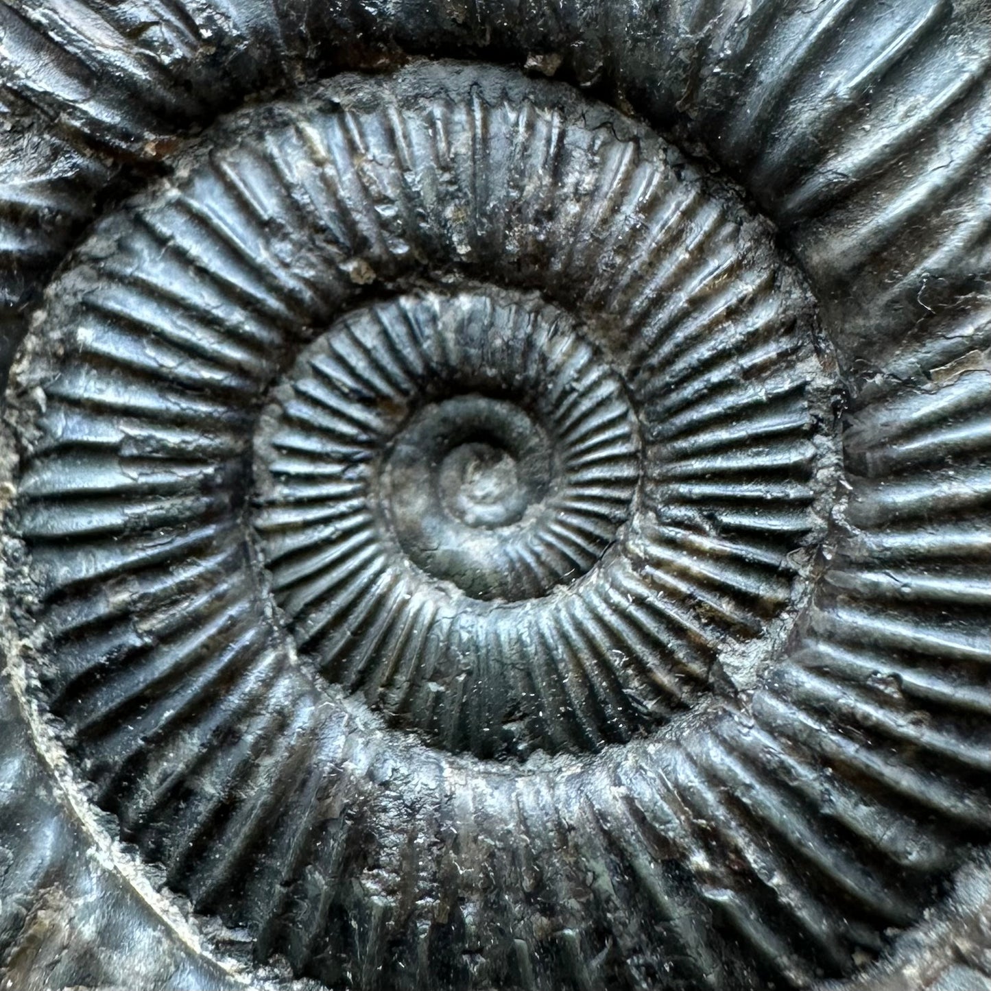 Dactylioceras Ammonite Fossil With box and Stand - Whitby, North Yorkshire Jurassic Coast Yorkshire Fossils
