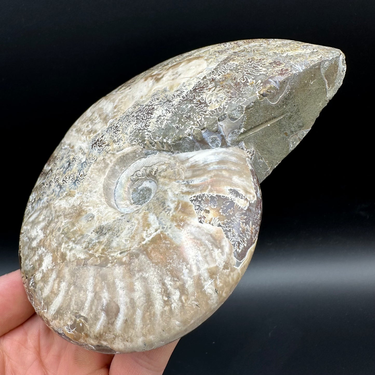 Cleoniceras Ammonite Fossil With Stand - Cretaceous Ammonite Madagascar