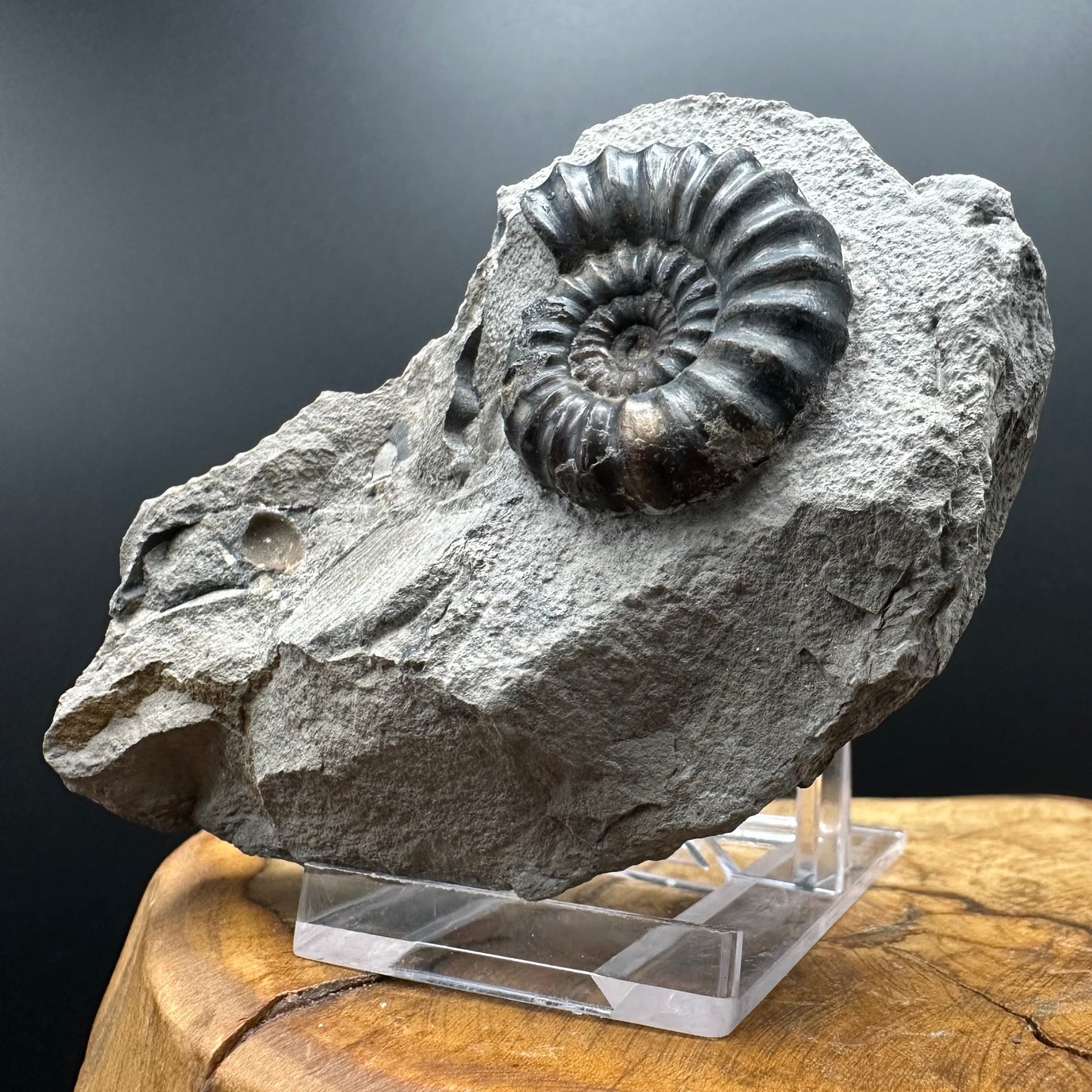 Androgynoceras maculatum ammonite fossil with box and stand - Whitby, North Yorkshire Jurassic Coast Yorkshire Fossils