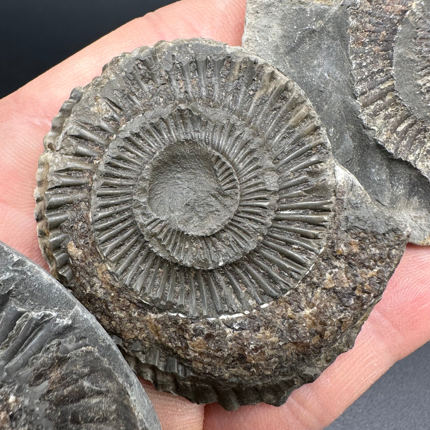 Dactylioceras imprint (negative) bundle ammonite shell fossil with box - Whitby, North Yorkshire, Yorkshire Fossils