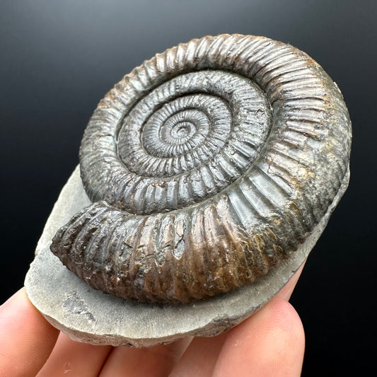 Dactylioceras Ammonite Fossil With box and Stand - Whitby, North Yorkshire Jurassic Coast Yorkshire Fossils