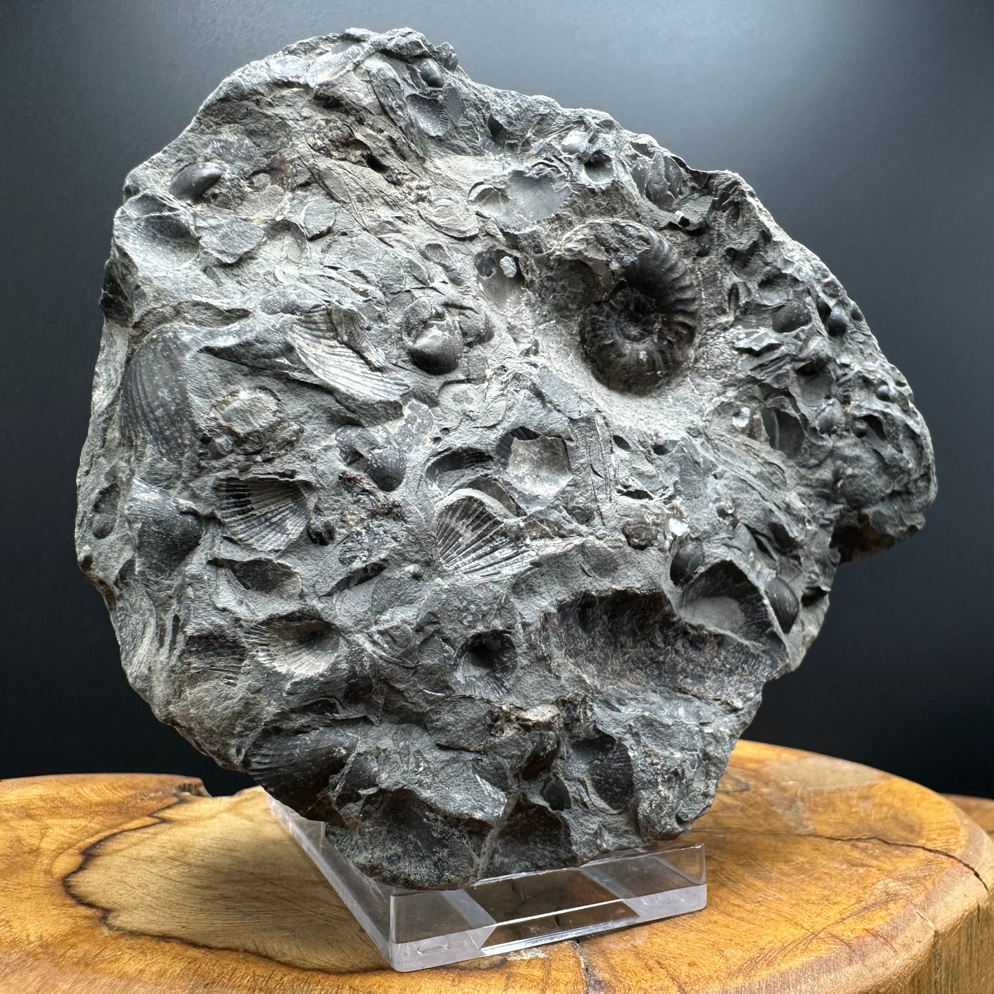 Grammoceras thoaurense Ammonite shell fossil with box and stand - Whitby, North Yorkshire, Yorkshire Fossils from the Jurassic Coast