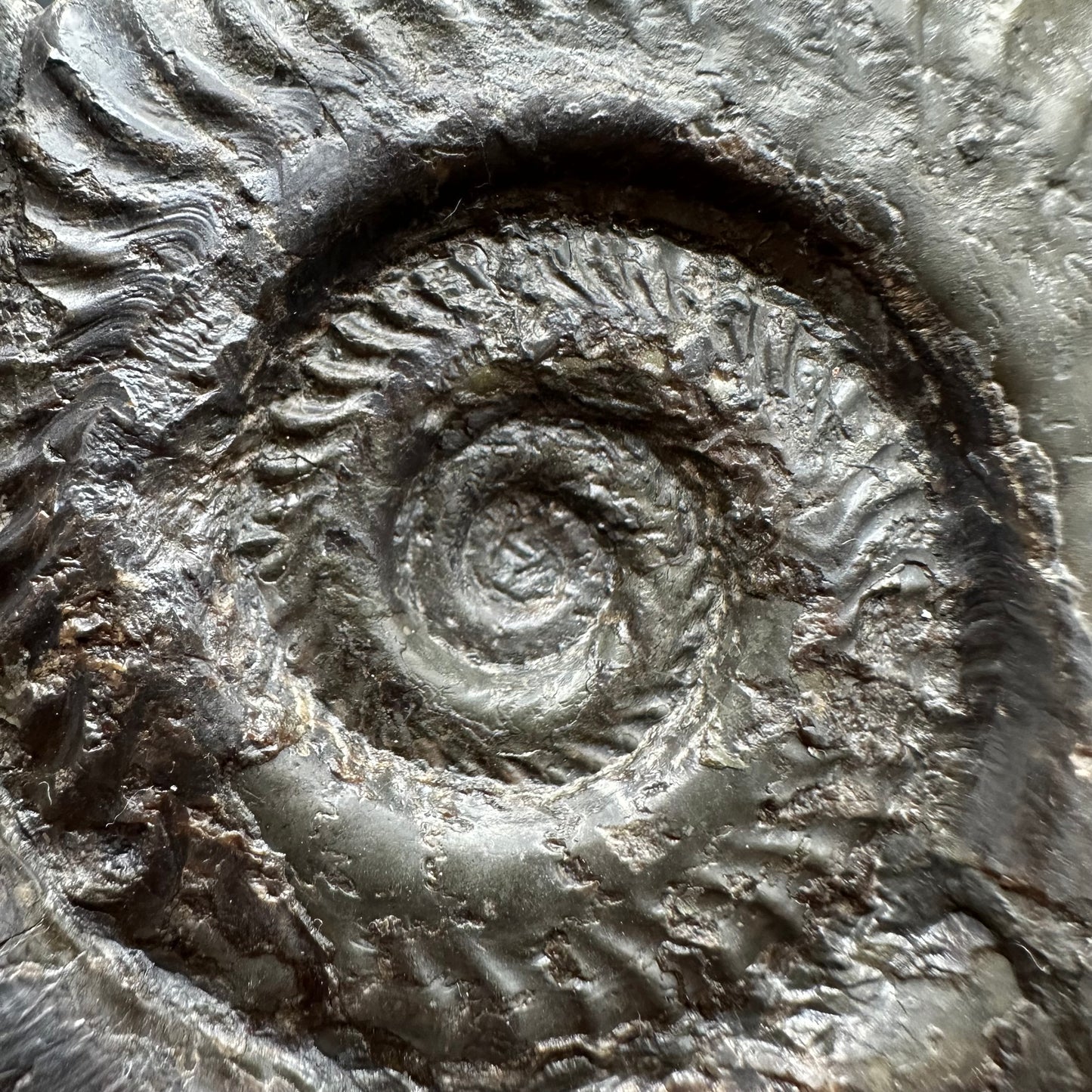 Hildoceras lusitanicum Ammonite fossil with stand - Whitby, North Yorkshire, Jurassic Coast, Yorkshire Fossils from the Jurassic Coast