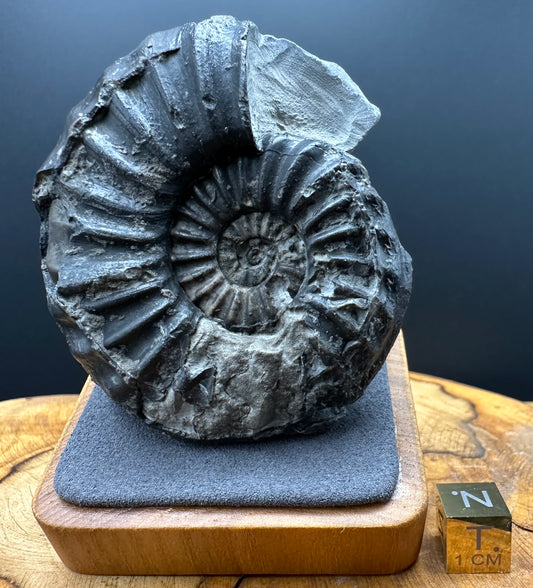 Asteroceras Ammonite fossil with box and stand - Whitby, North Yorkshire Jurassic Coast Yorkshire Fossils
