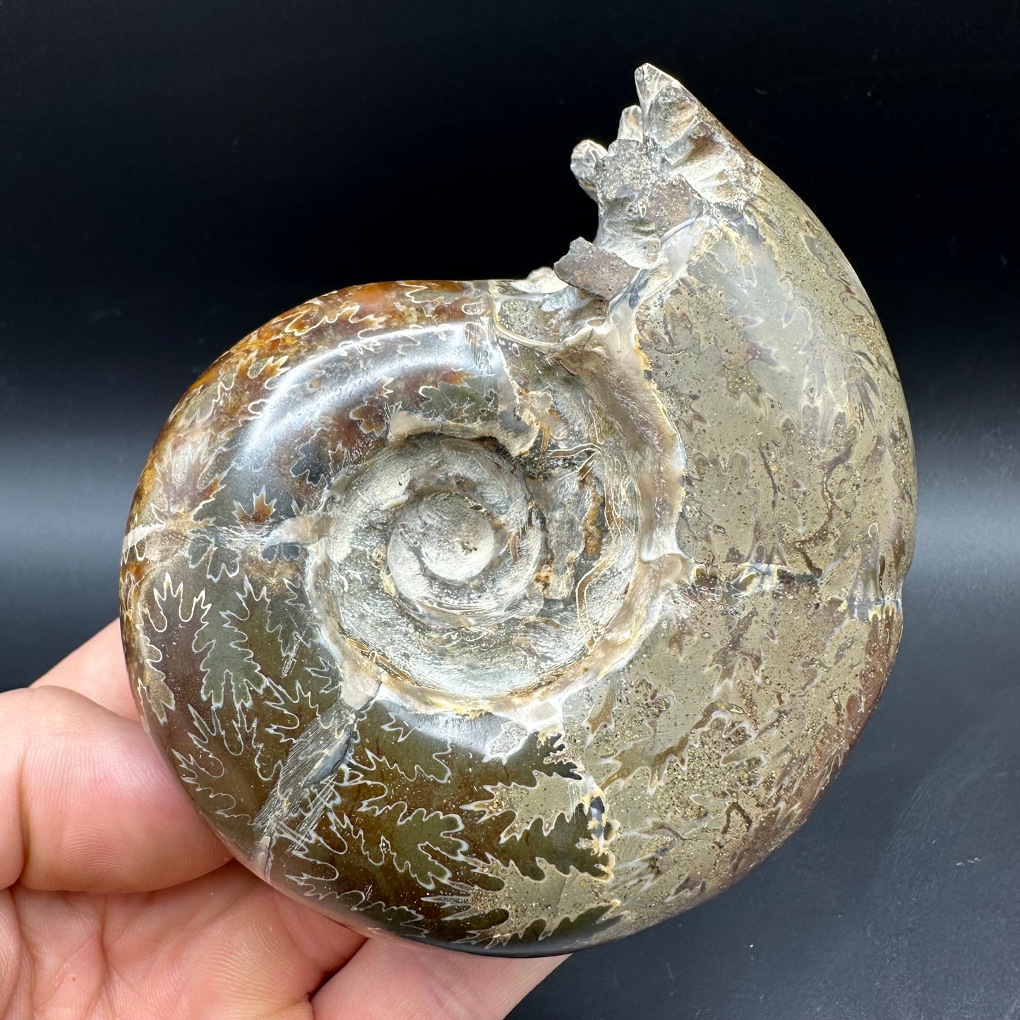 Puzosia Ammonite Fossil With Box And Stand - Cretaceous Ammonite Madagascar