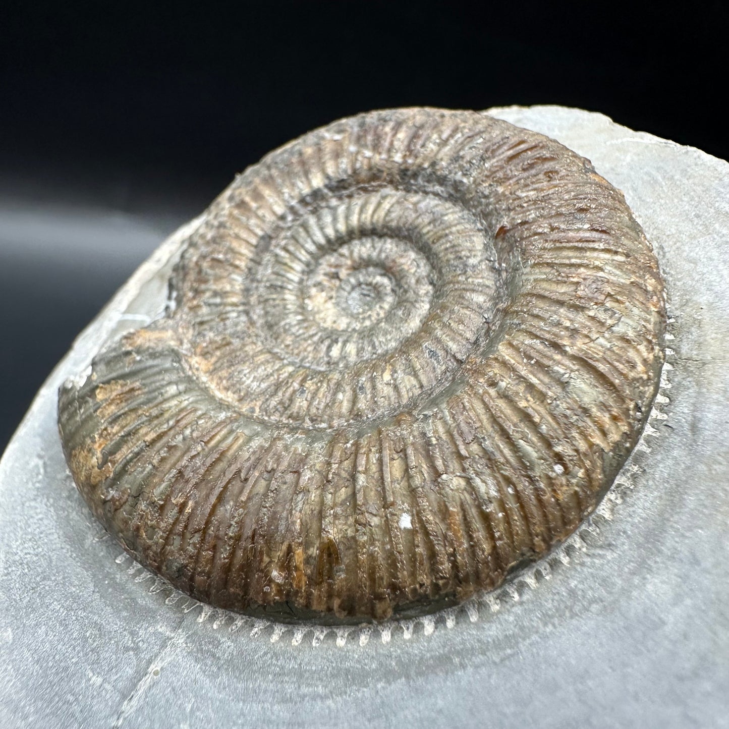 Dactylioceras semicelatum Ammonite fossil with box and stand - Whitby, North Yorkshire Jurassic Coast Yorkshire Fossils