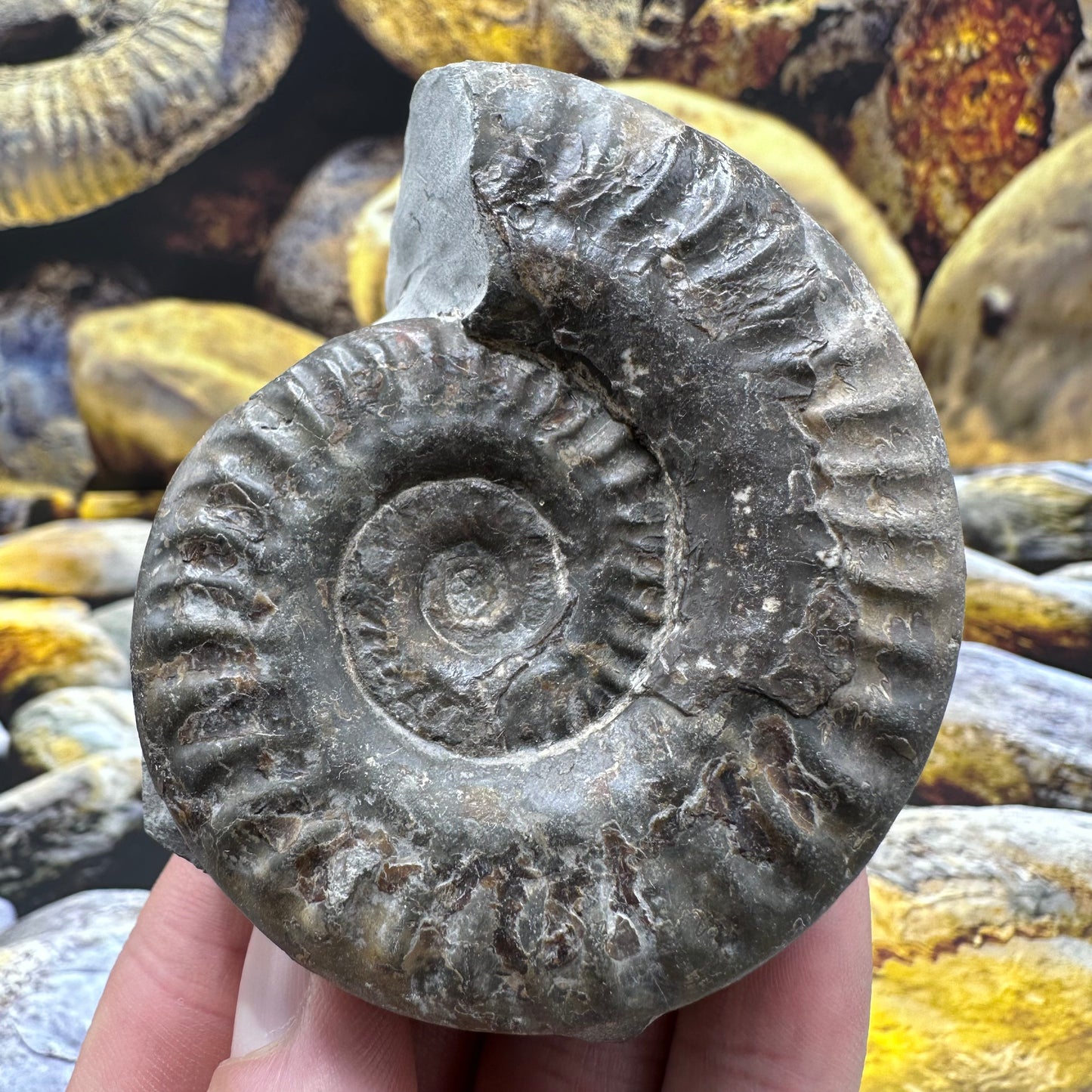 Hildoceras lusitanicum ammonite fossil - Whitby, North Yorkshire, Jurassic Coast, Yorkshire Fossils