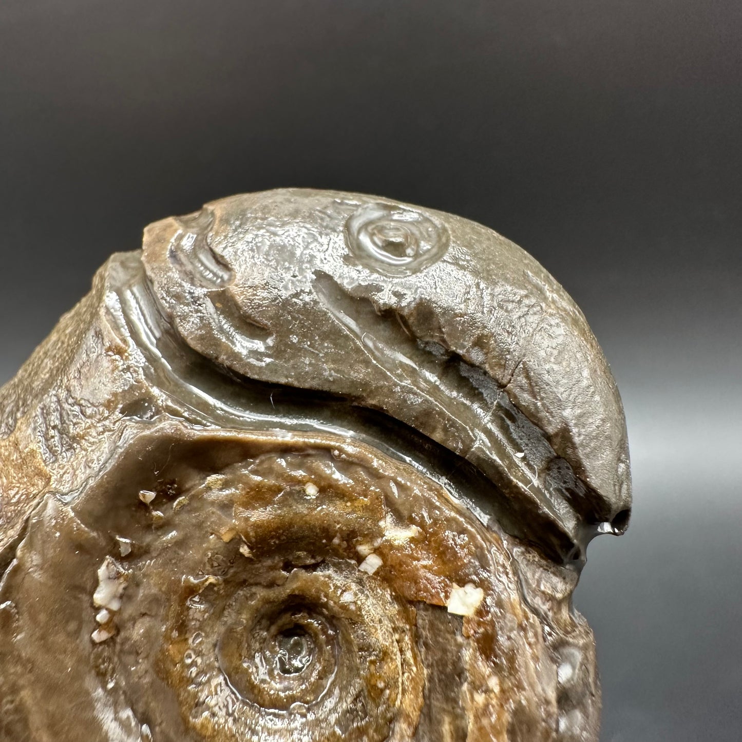 Snakestone Ammonite Fossil With Bag/Box And Stand - Whitby, North Yorkshire Jurassic Coast Yorkshire Fossils