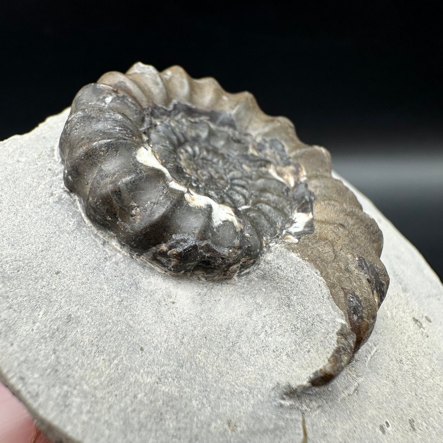 Androgynoceras maculatum ammonite fossil with box and stand - Whitby, North Yorkshire Jurassic Coast Yorkshire Fossils