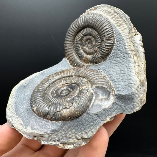 Dactylioceras Ammonite Fossil With Stand - Whitby, North Yorkshire Jurassic Coast Yorkshire Fossils
