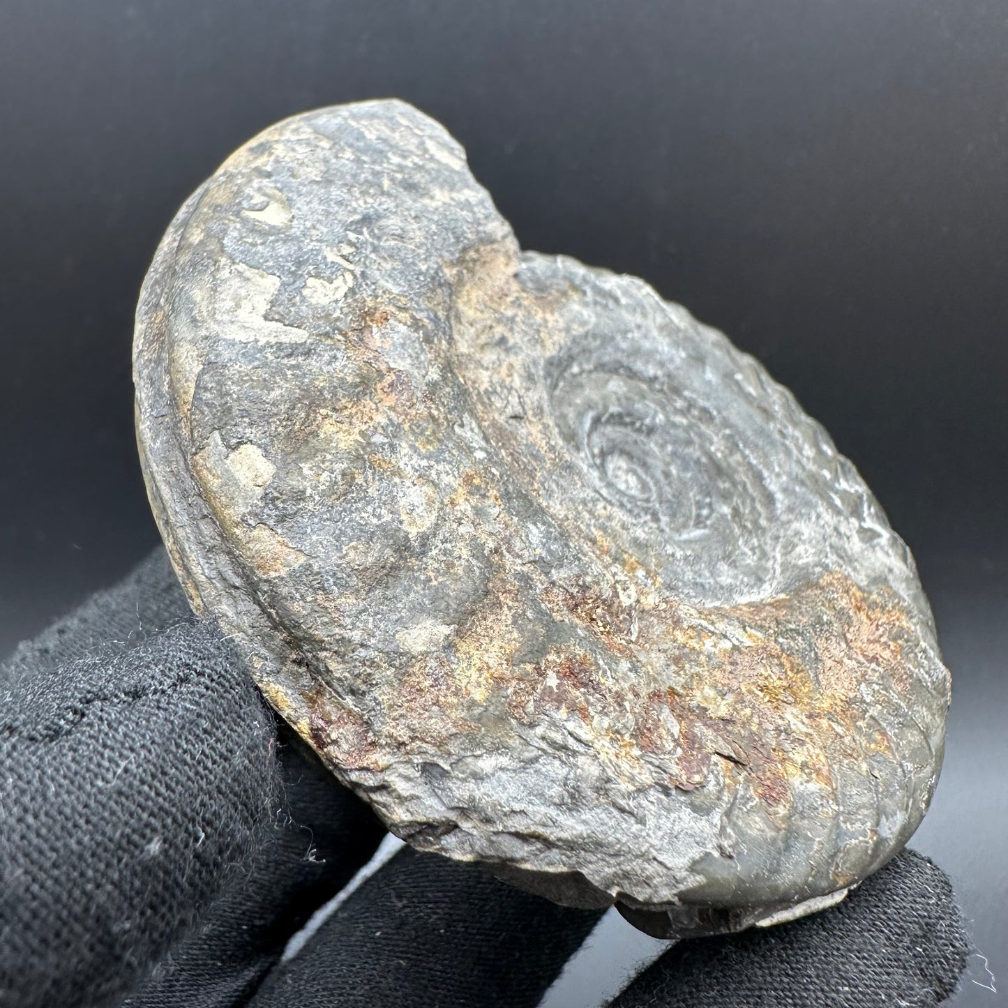 Hildoceras lusitanicum Ammonite fossil with box and stand - Whitby, North Yorkshire, Jurassic Coast, Yorkshire Fossils from the Jurassic Coast