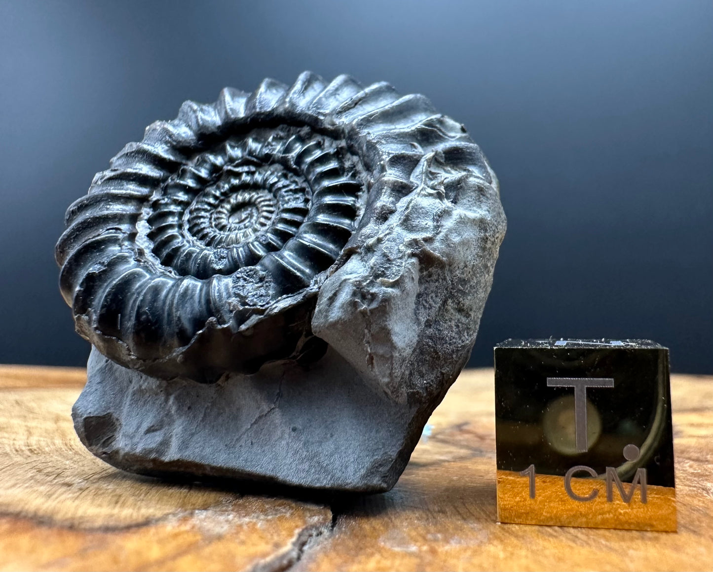 Gagaticeras Ammonite fossil with box and stand - Whitby, North Yorkshire Jurassic Coast Yorkshire Fossils