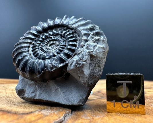 Gagaticeras Ammonite fossil with box and stand - Whitby, North Yorkshire Jurassic Coast Yorkshire Fossils