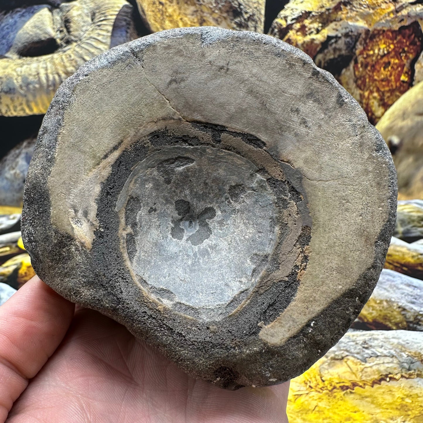 Ichthyosaur Vertebra fossil - Whitby, North Yorkshire Jurassic Coast, Yorkshire fossils