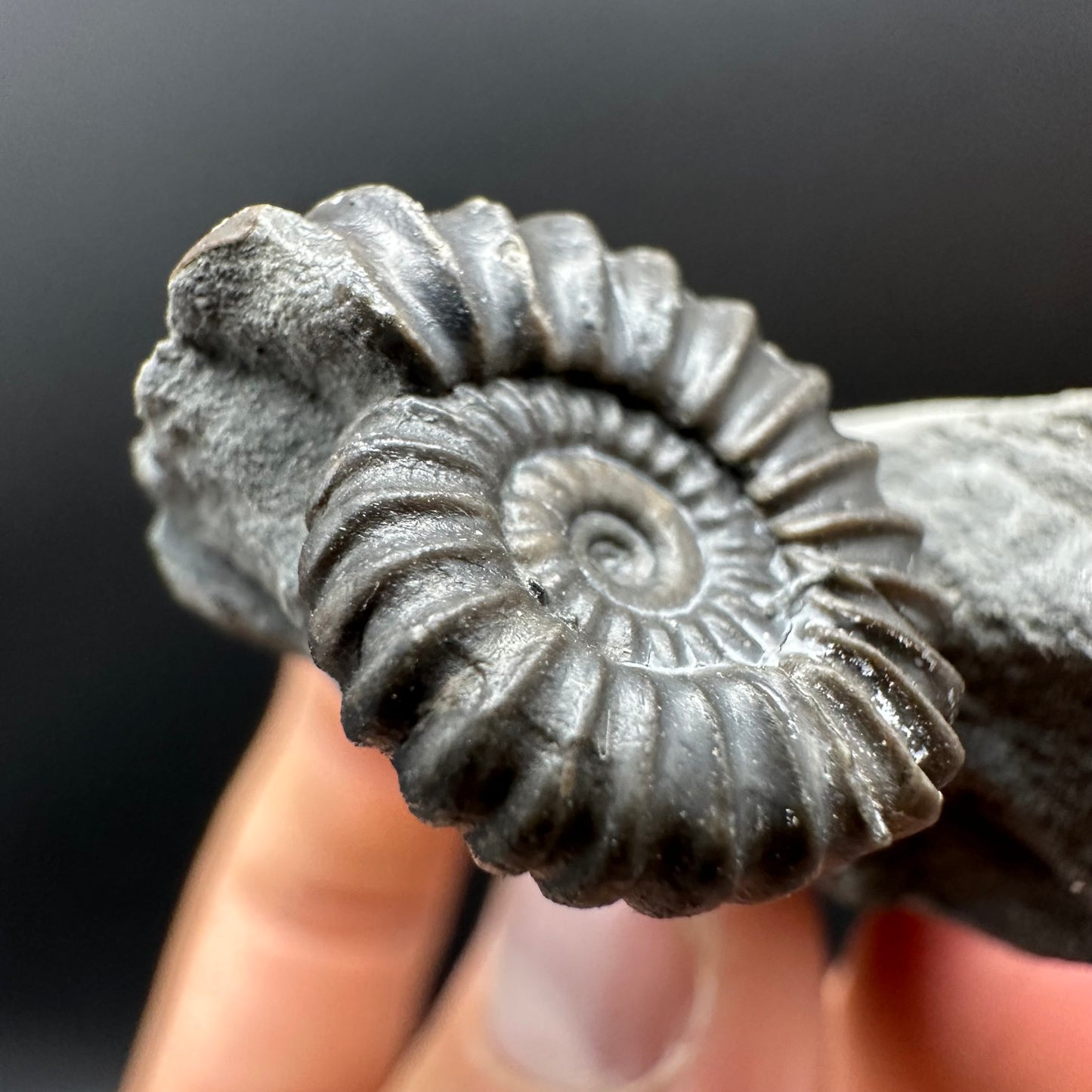 Promicroceras Ammonite shell fossil with box and stand - Whitby, North Yorkshire Jurassic Coast Yorkshire Fossils