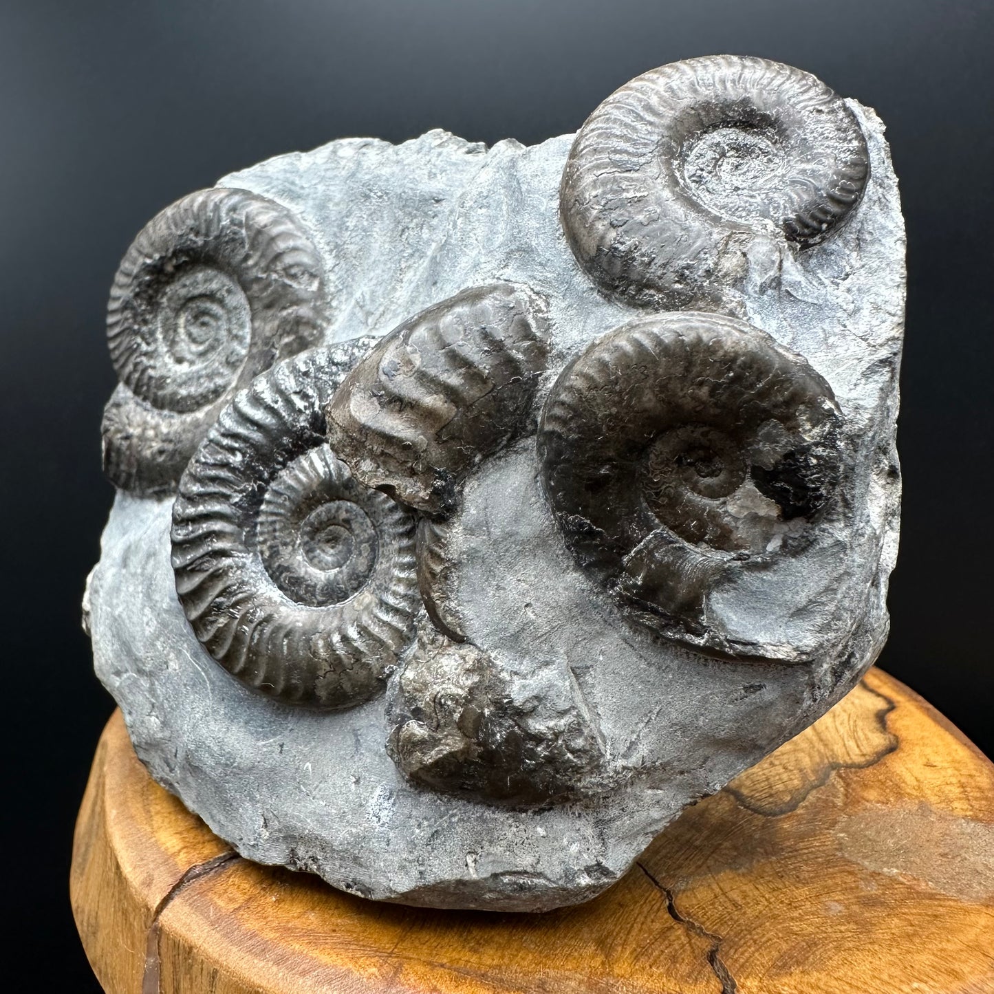 Grammoceras thoaurense Ammonite shell fossil with box and stand - Whitby, North Yorkshire, Yorkshire Fossils from the Jurassic Coast