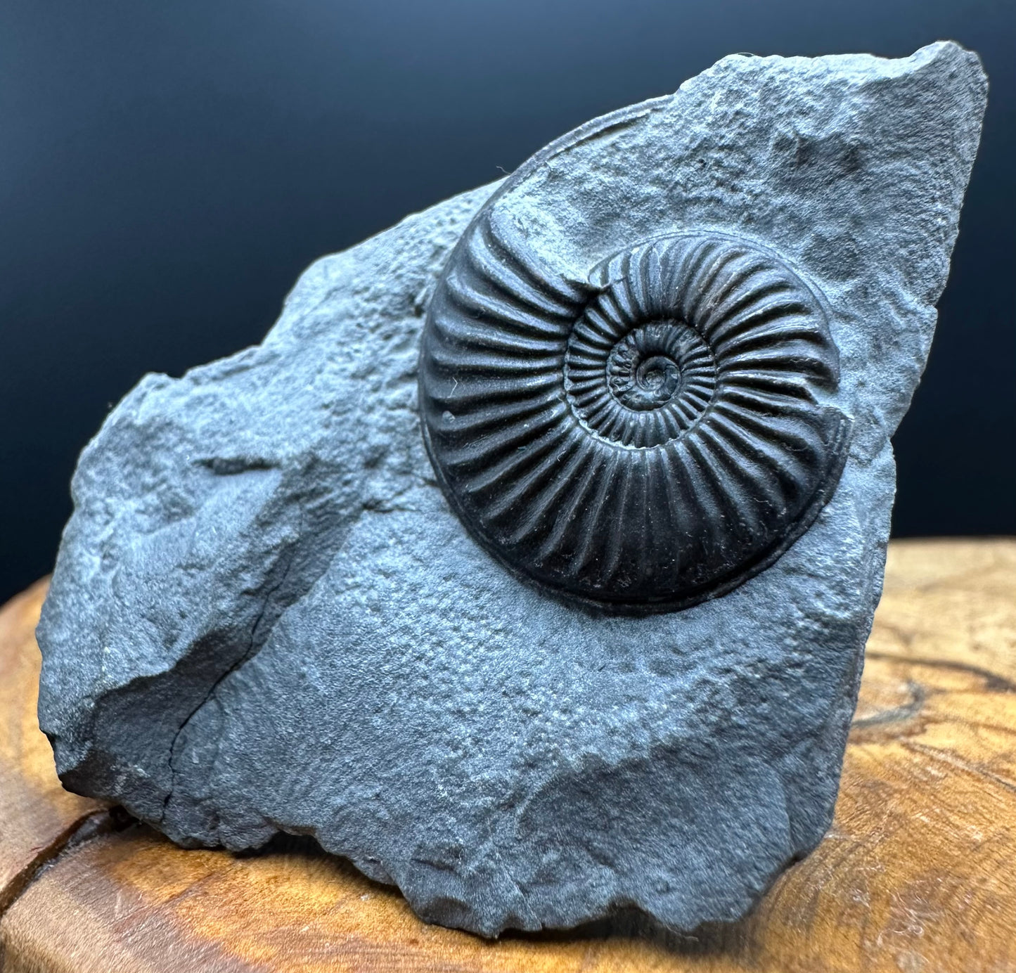 Eparietites Sp. Ammonite fossil with box and stand - Whitby, North Yorkshire Jurassic Coast Yorkshire Fossils
