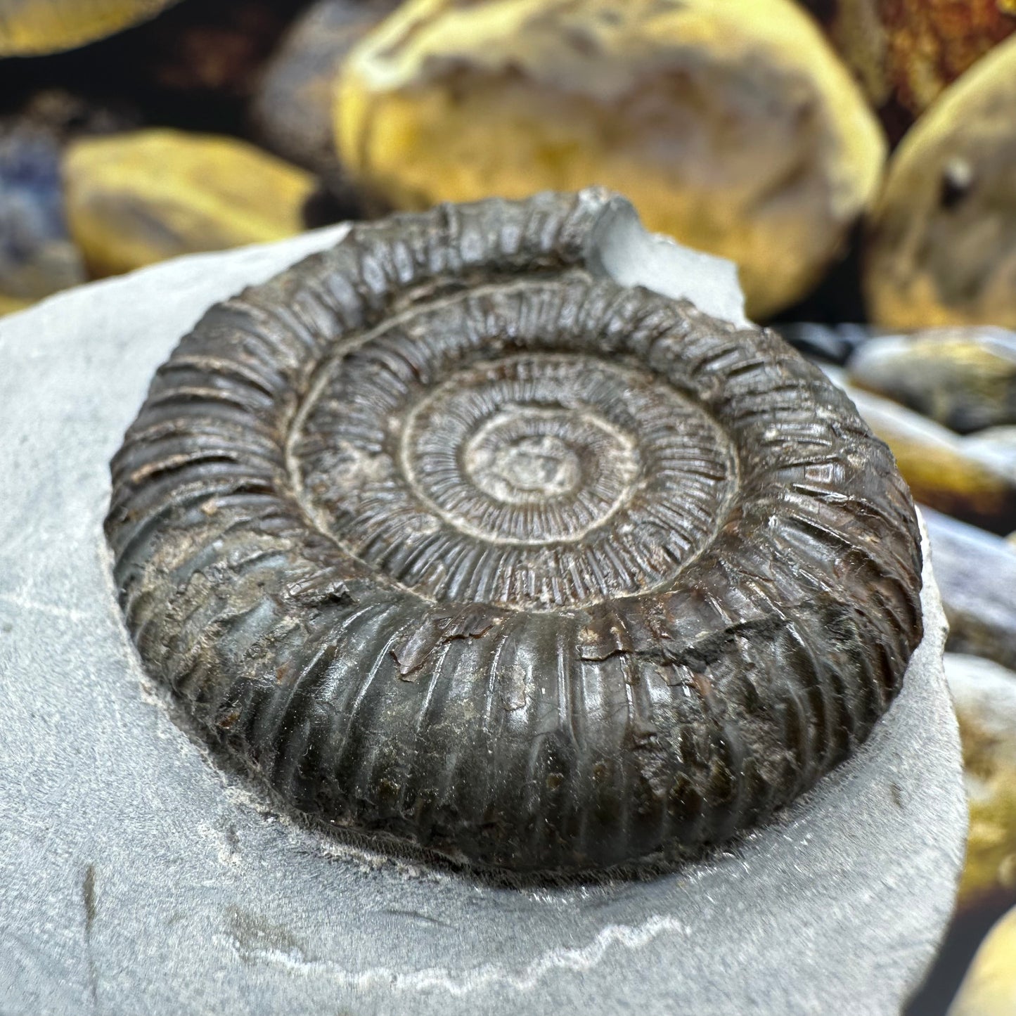 Dactylioceras ammonite fossil - Whitby, North Yorkshire Jurassic Coast