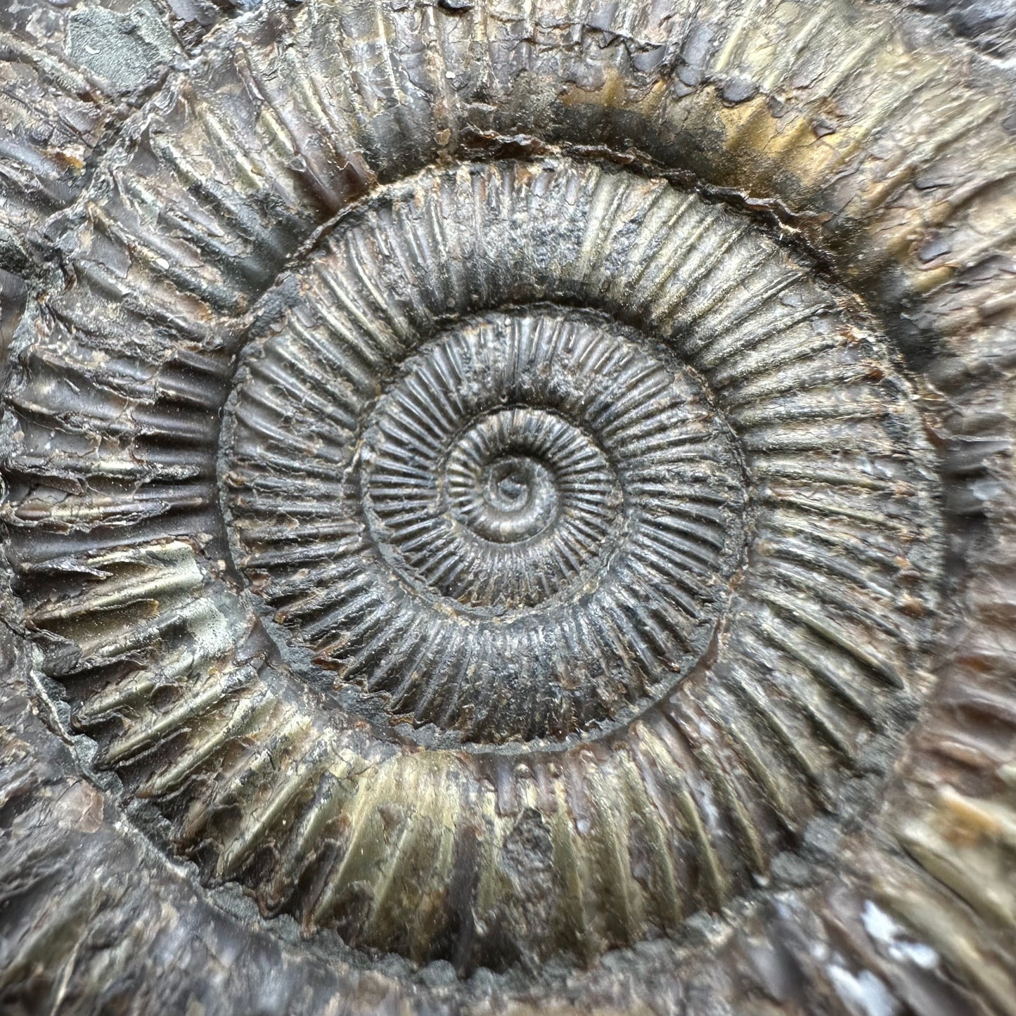 Dactylioceras Ammonite Fossil With Box And Stand - Whitby, North Yorkshire Jurassic Coast Yorkshire Fossils