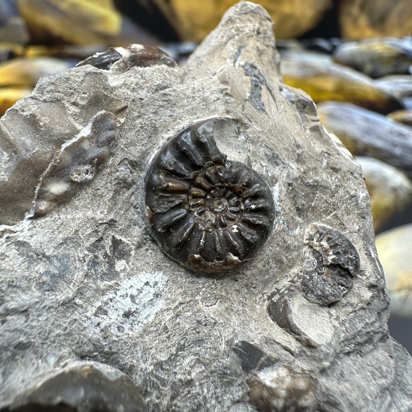 Amaltheus subnodosus ammonite fossil - Whitby, North Yorkshire Jurassic Coast, Yorkshire Fossils