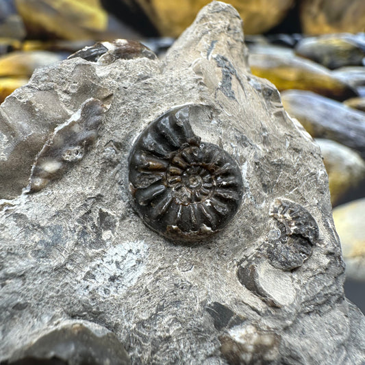 Amaltheus subnodosus ammonite fossil - Whitby, North Yorkshire Jurassic Coast, Yorkshire Fossils
