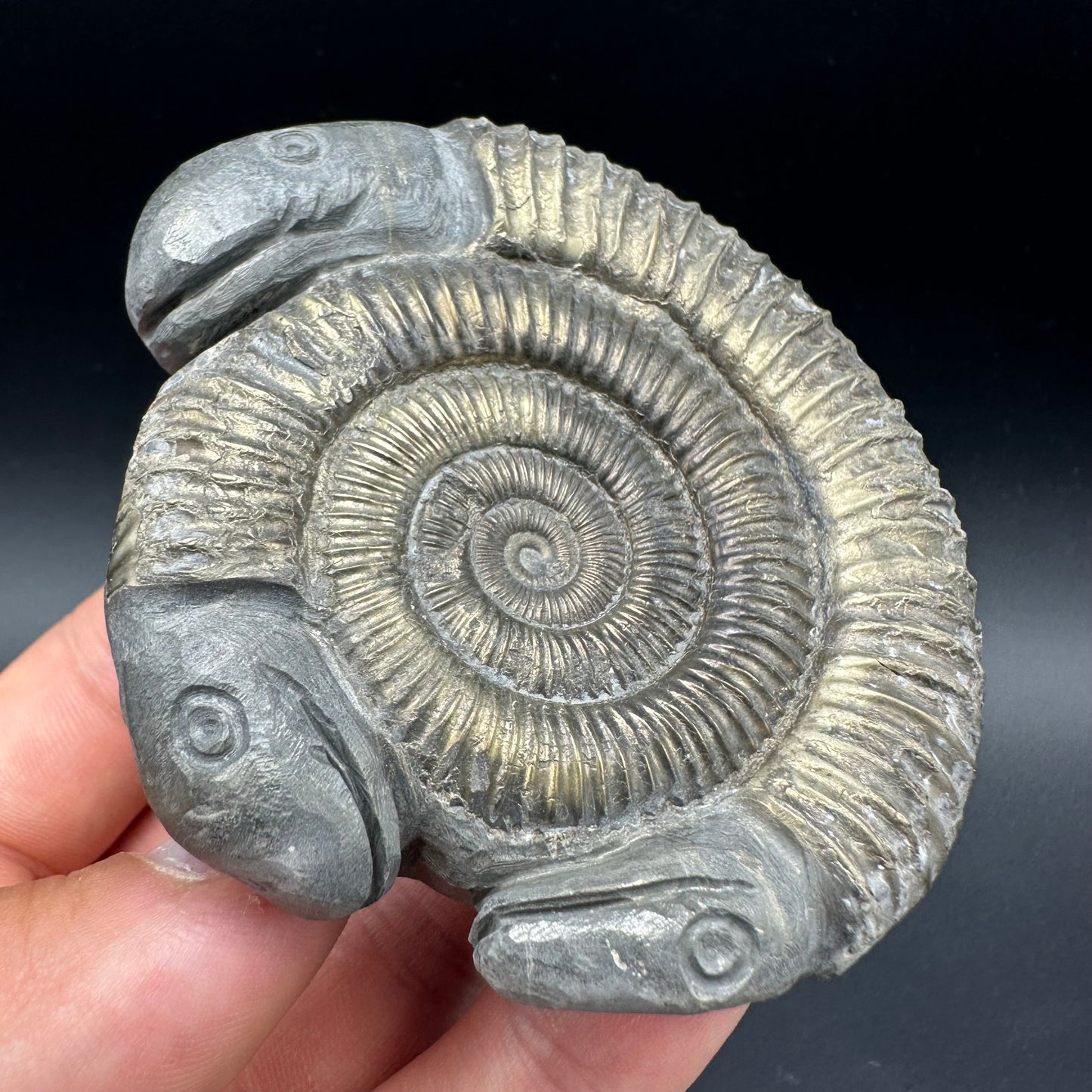 Hydra Snakestone Ammonite Fossil With Bag/Box And Stand - Whitby, North Yorkshire Jurassic Coast Yorkshire Fossils