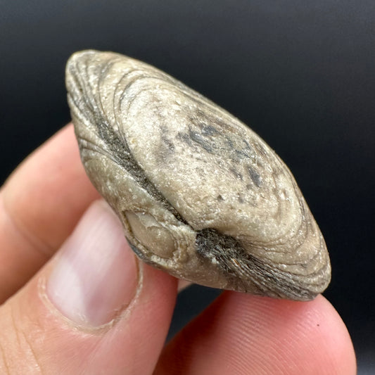 Shell fossil with box and stand - Whitby, North Yorkshire, Jurassic Coast, Yorkshire Fossils