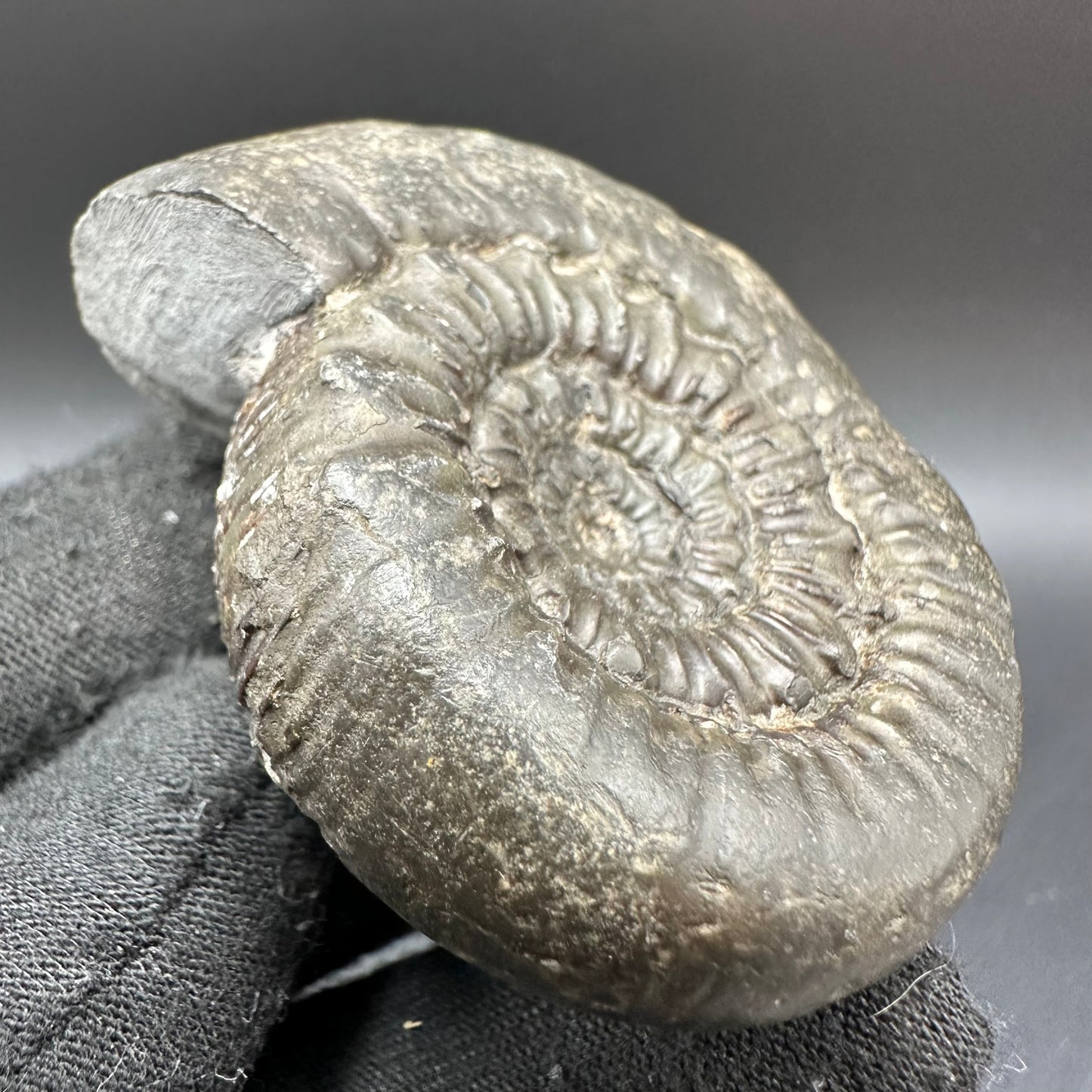 Peronoceras Sp. Ammonite fossil with box and stand - Whitby, North Yorkshire Jurassic Coast Yorkshire Fossils