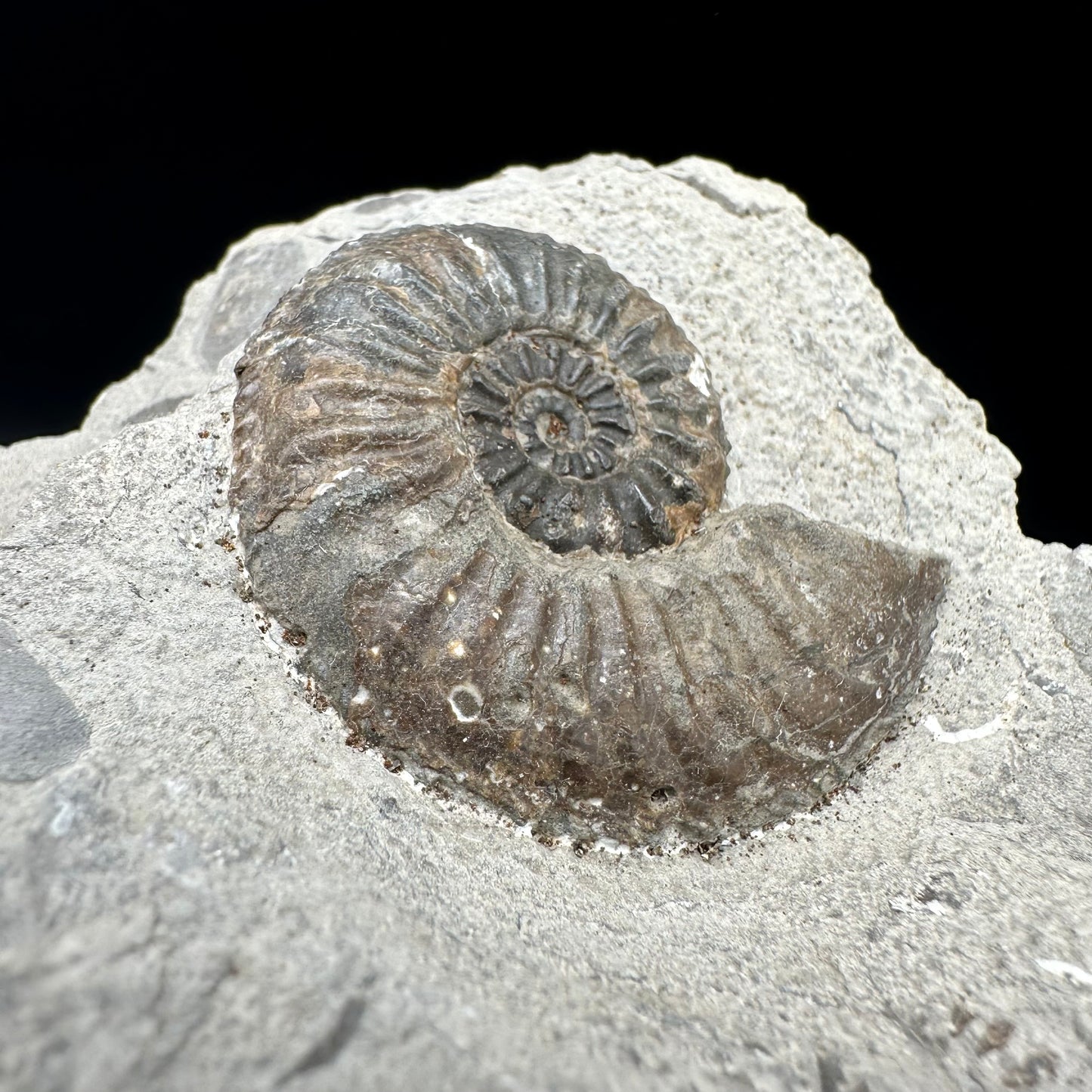 Amaltheus subnodosus Ammonite fossil with box and stand - Whitby, North Yorkshire Jurassic Coast Yorkshire Fossils