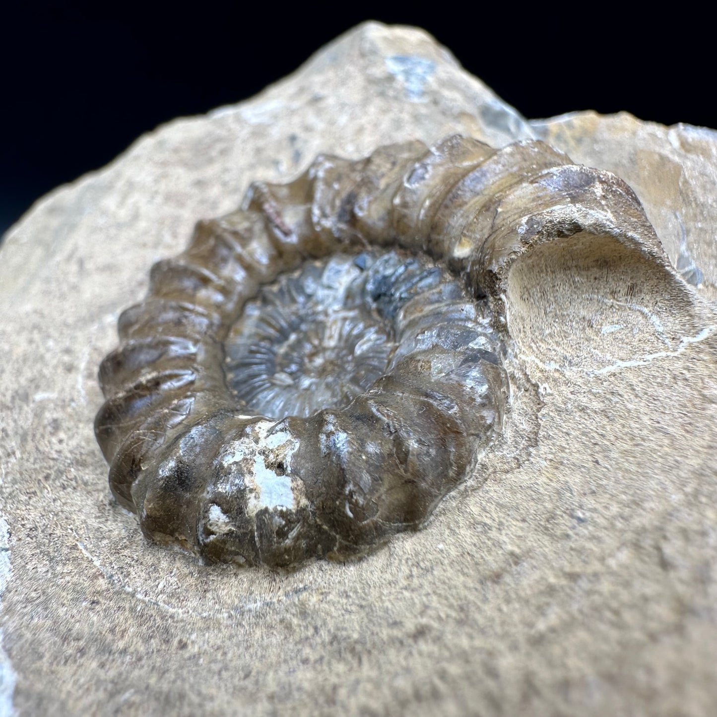Androgynoceras capricornus Ammonite fossil - Whitby, North Yorkshire Jurassic Coast Yorkshire Fossils