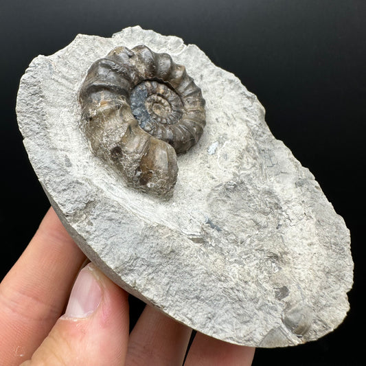 Androgynoceras maculatum ammonite fossil with stand - Whitby, North Yorkshire Jurassic Coast Yorkshire Fossils