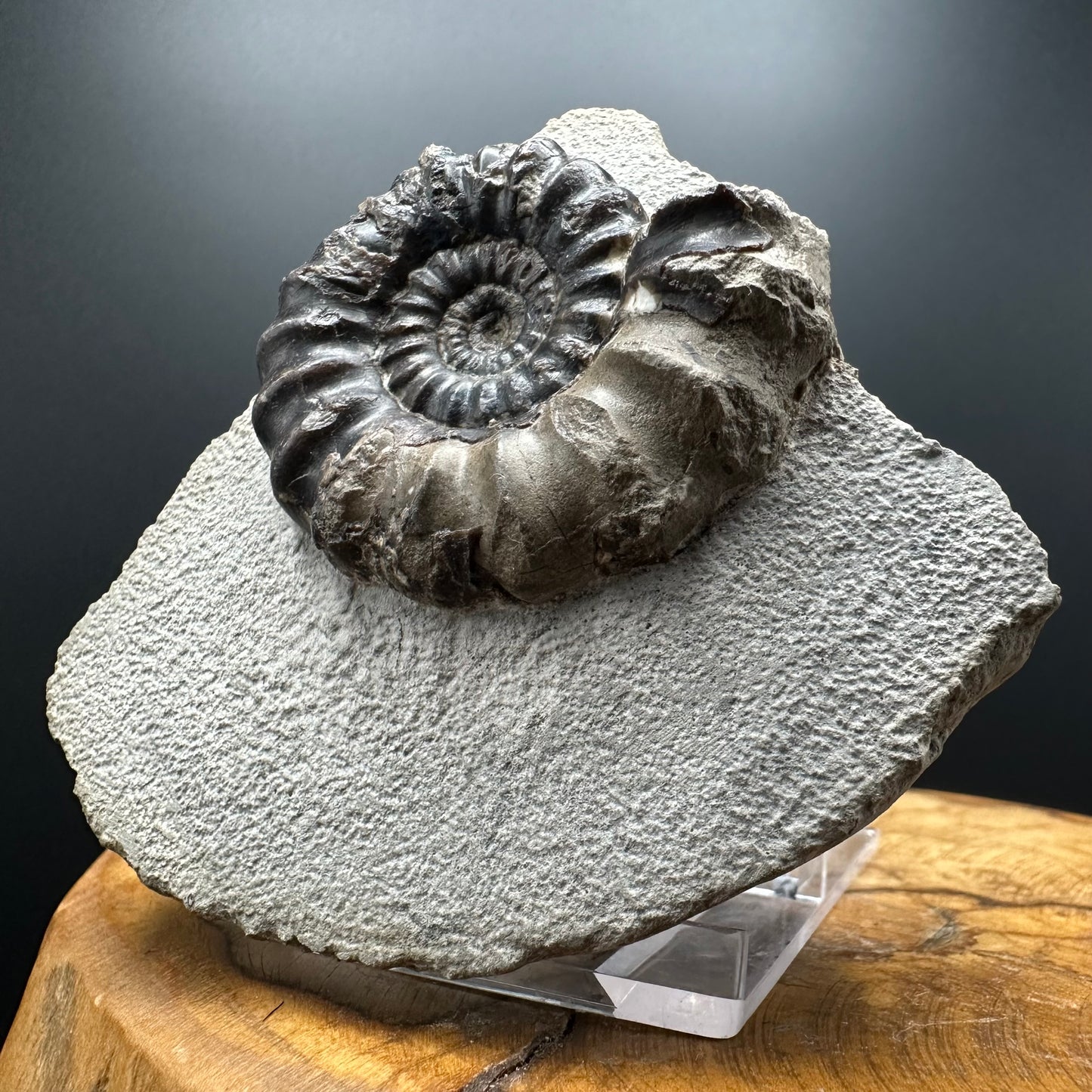 Androgynoceras maculatum ammonite fossil with box and stand - Whitby, North Yorkshire Jurassic Coast Yorkshire Fossils