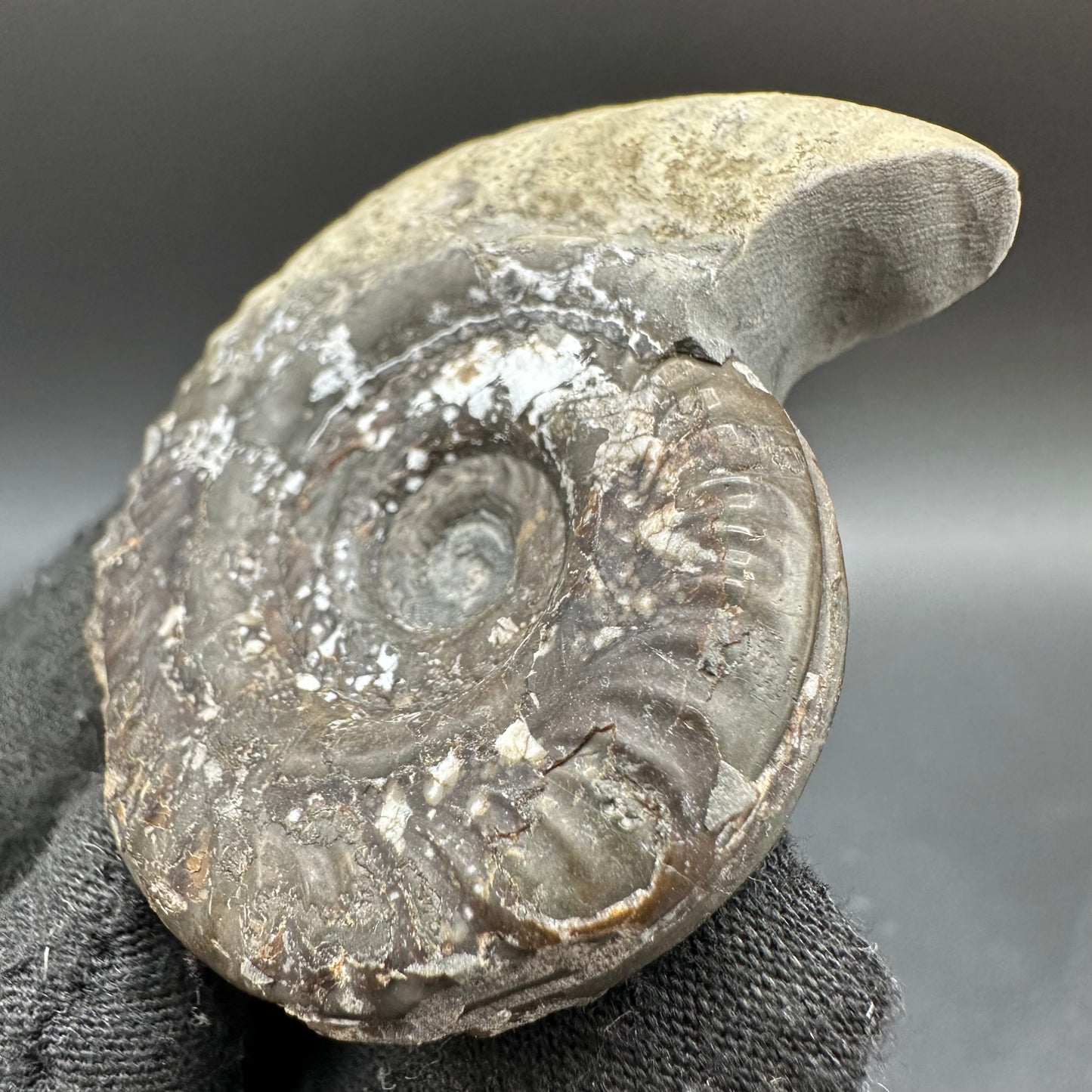 Hildoceras Bifrons Ammonite fossil with box and stand - Whitby, North Yorkshire Jurassic Coast, Yorkshire Fossils from the Jurassic Coast