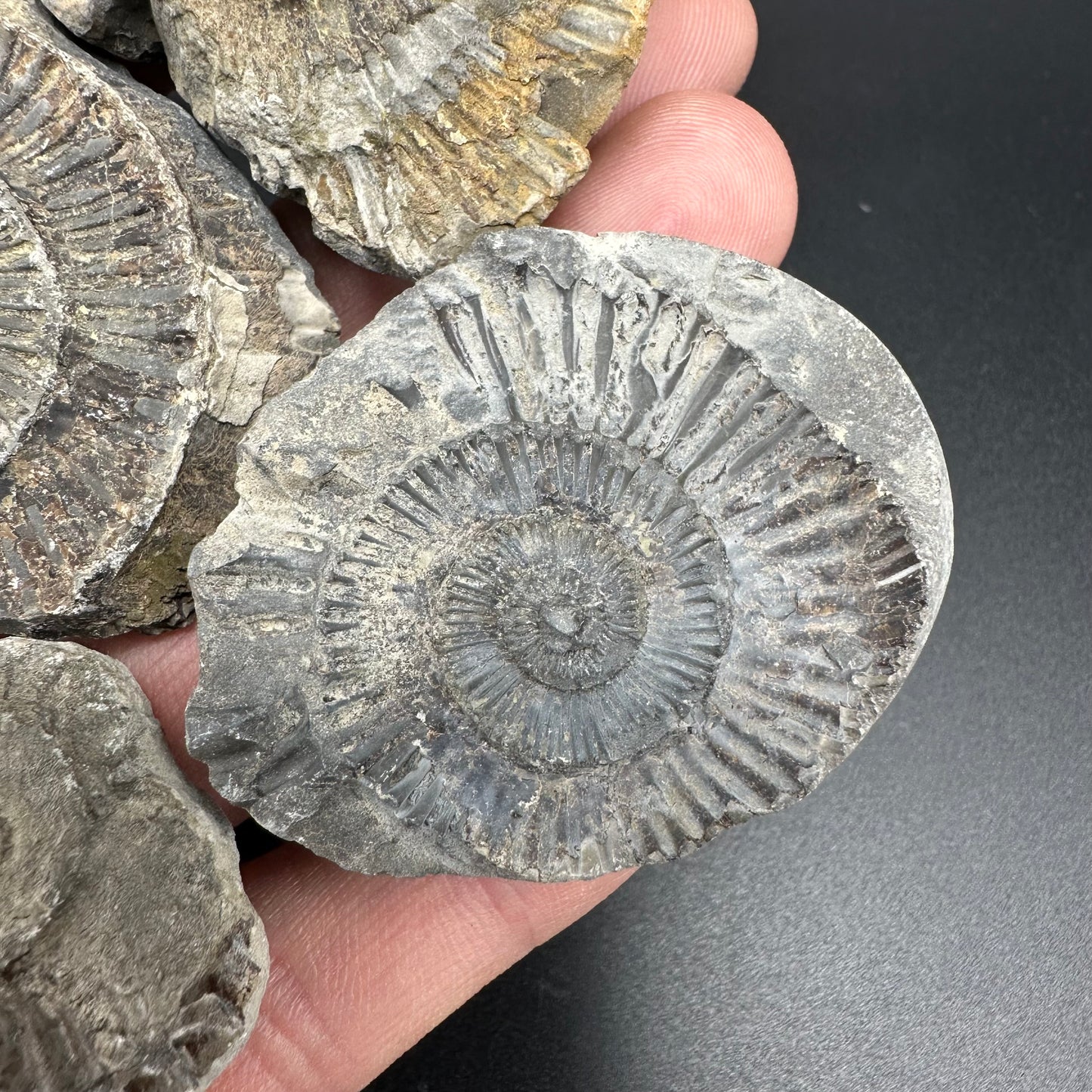 Dactylioceras imprint (negative) bundle ammonite shell fossil with box - Whitby, North Yorkshire, Yorkshire Fossils