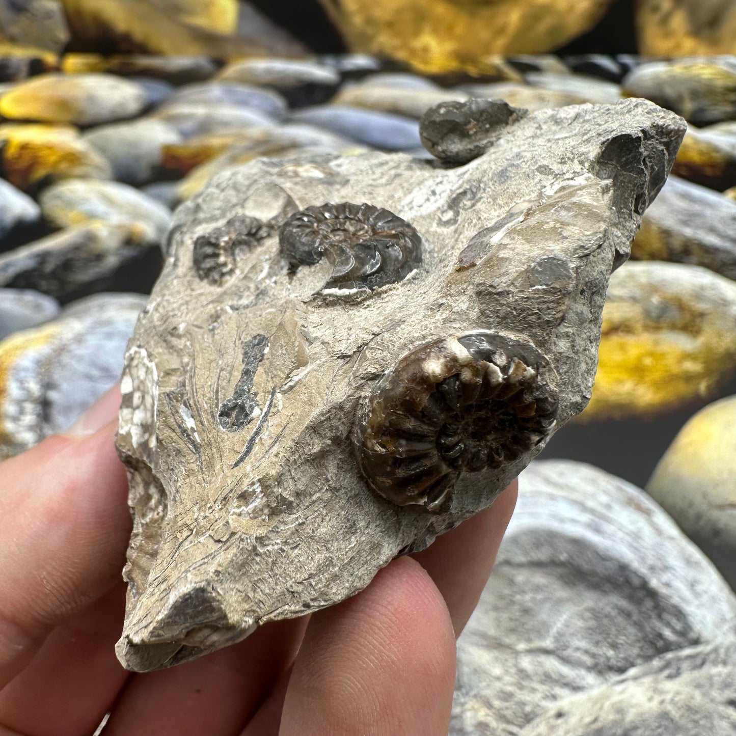 Amaltheus subnodosus ammonite fossil - Whitby, North Yorkshire Jurassic Coast, Yorkshire Fossils