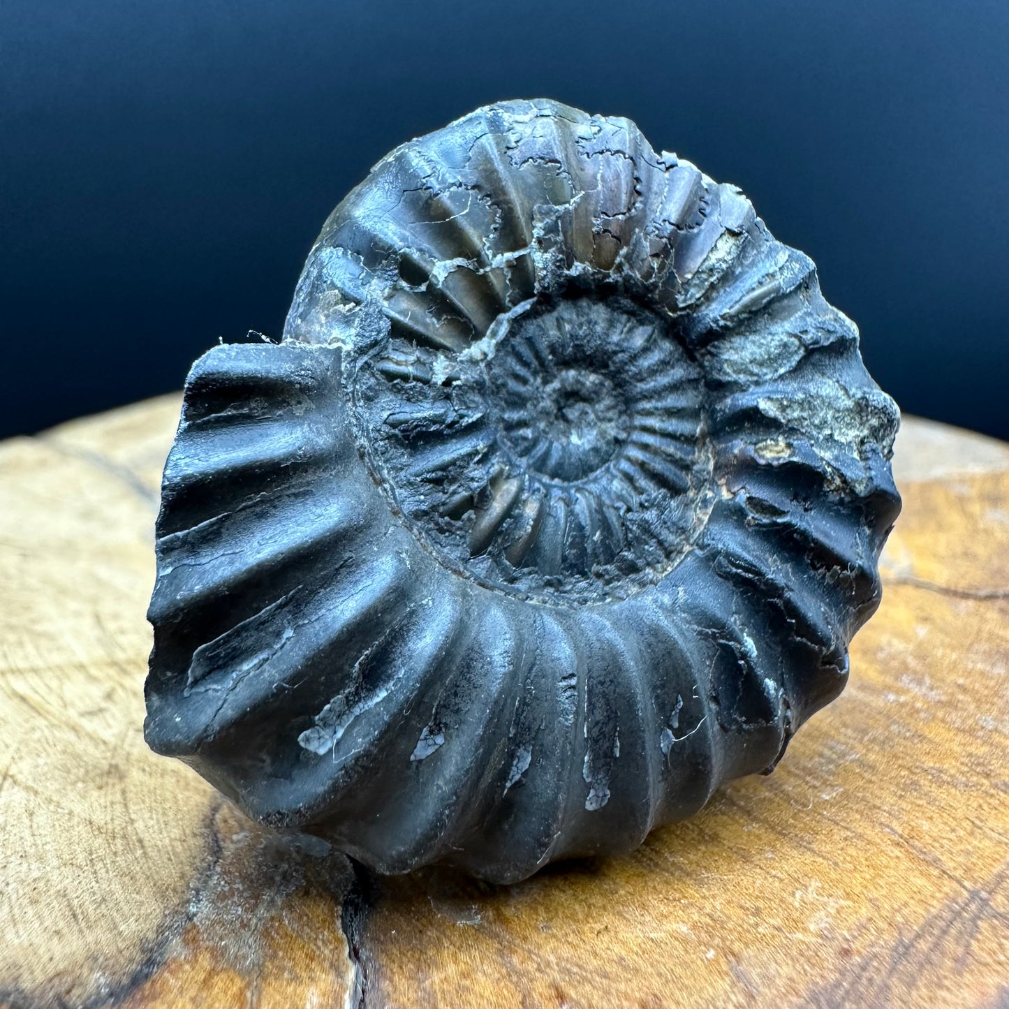 Aegasteroceras sagittarium ammonite fossil with box and stand - Whitby, North Yorkshire Jurassic Coast Yorkshire Fossils