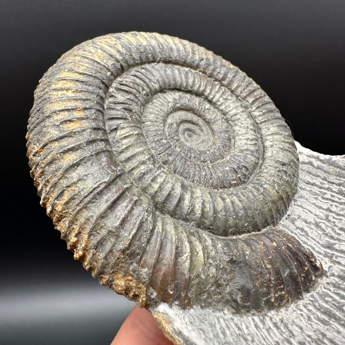 Dactylioceras Ammonite Fossil With Stand - Whitby, North Yorkshire Jurassic Coast Yorkshire Fossils