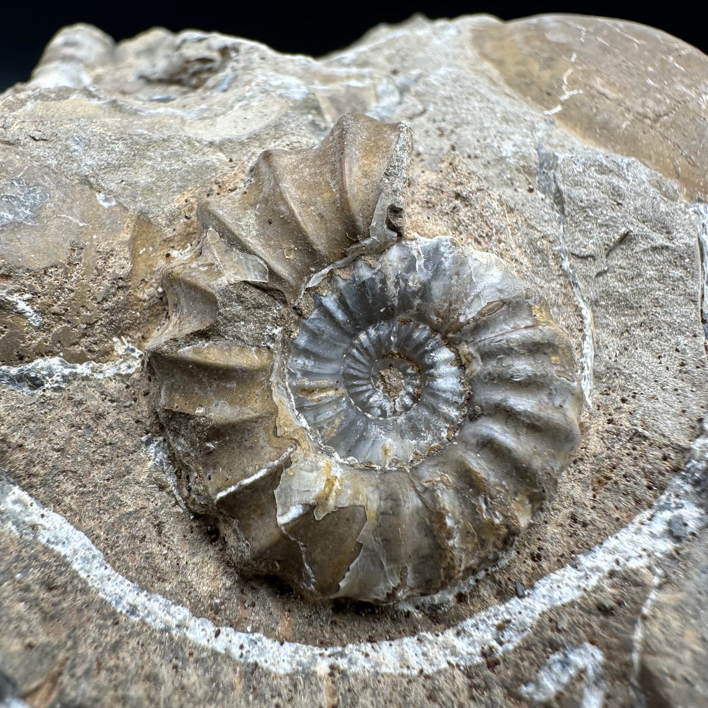 Androgynoceras capricornus Ammonite fossil - Whitby, North Yorkshire Jurassic Coast Yorkshire Fossils