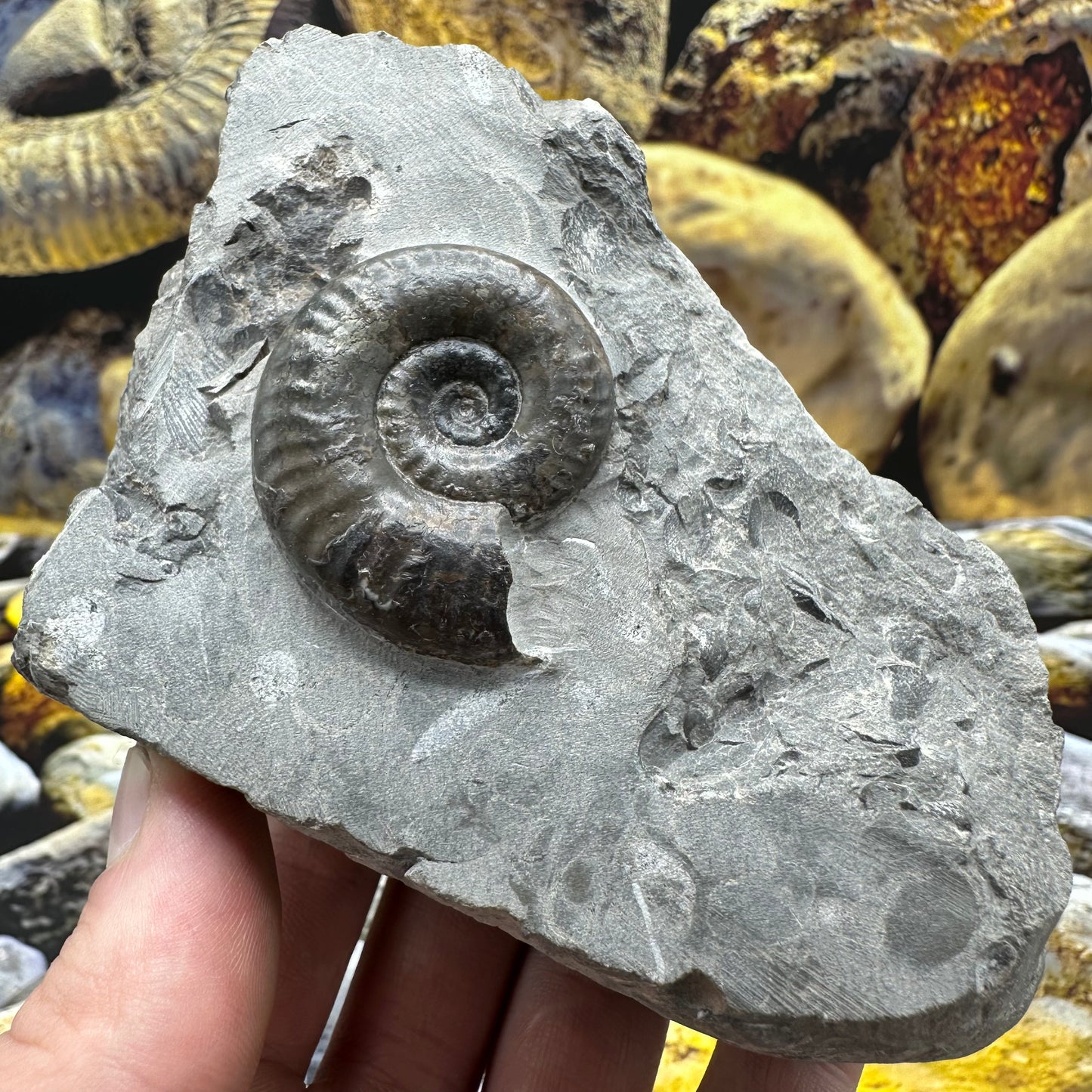 Grammoceras thoaurense ammonite shell fossil - Whitby, North Yorkshire