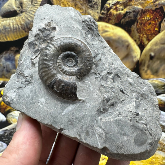 Grammoceras thoaurense ammonite shell fossil - Whitby, North Yorkshire