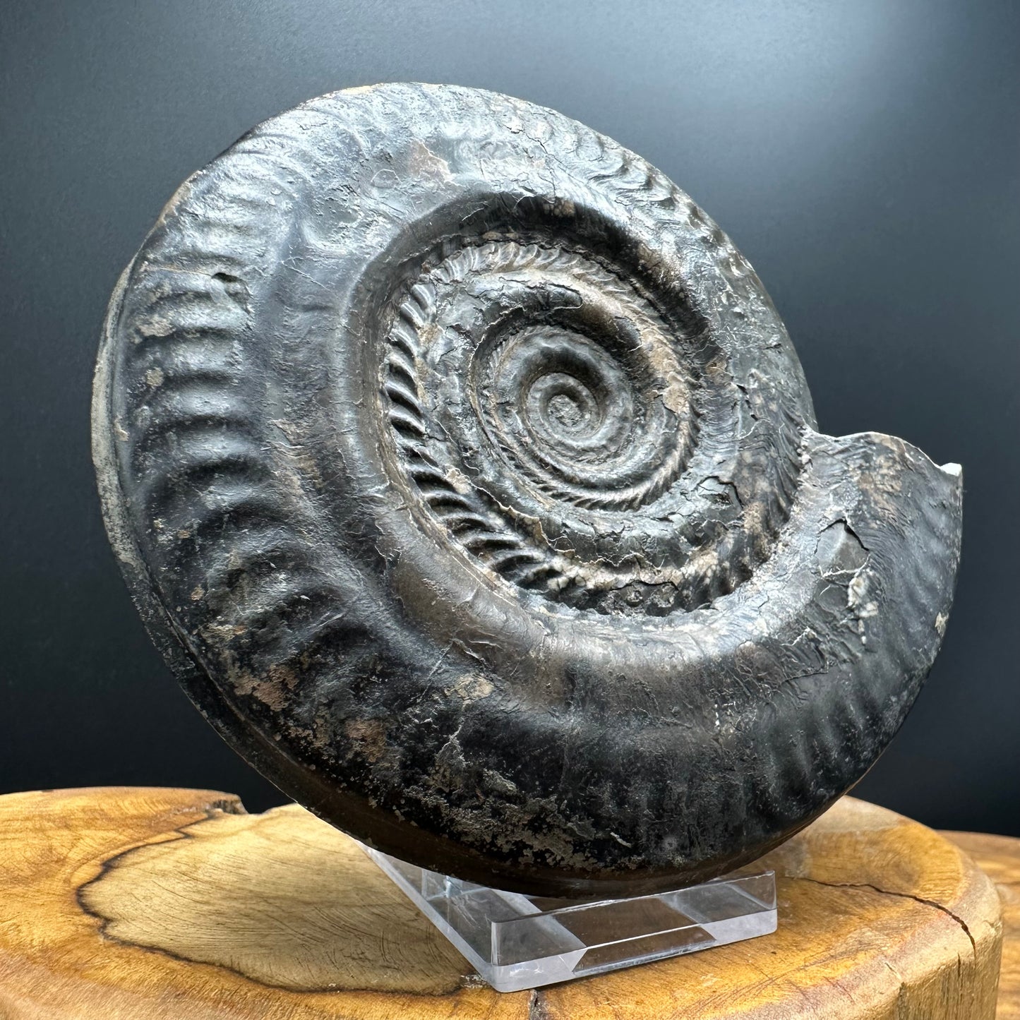 Hildoceras Bifrons Ammonite fossil with stand - Whitby, North Yorkshire Jurassic Coast, Yorkshire Fossils from the Jurassic Coast