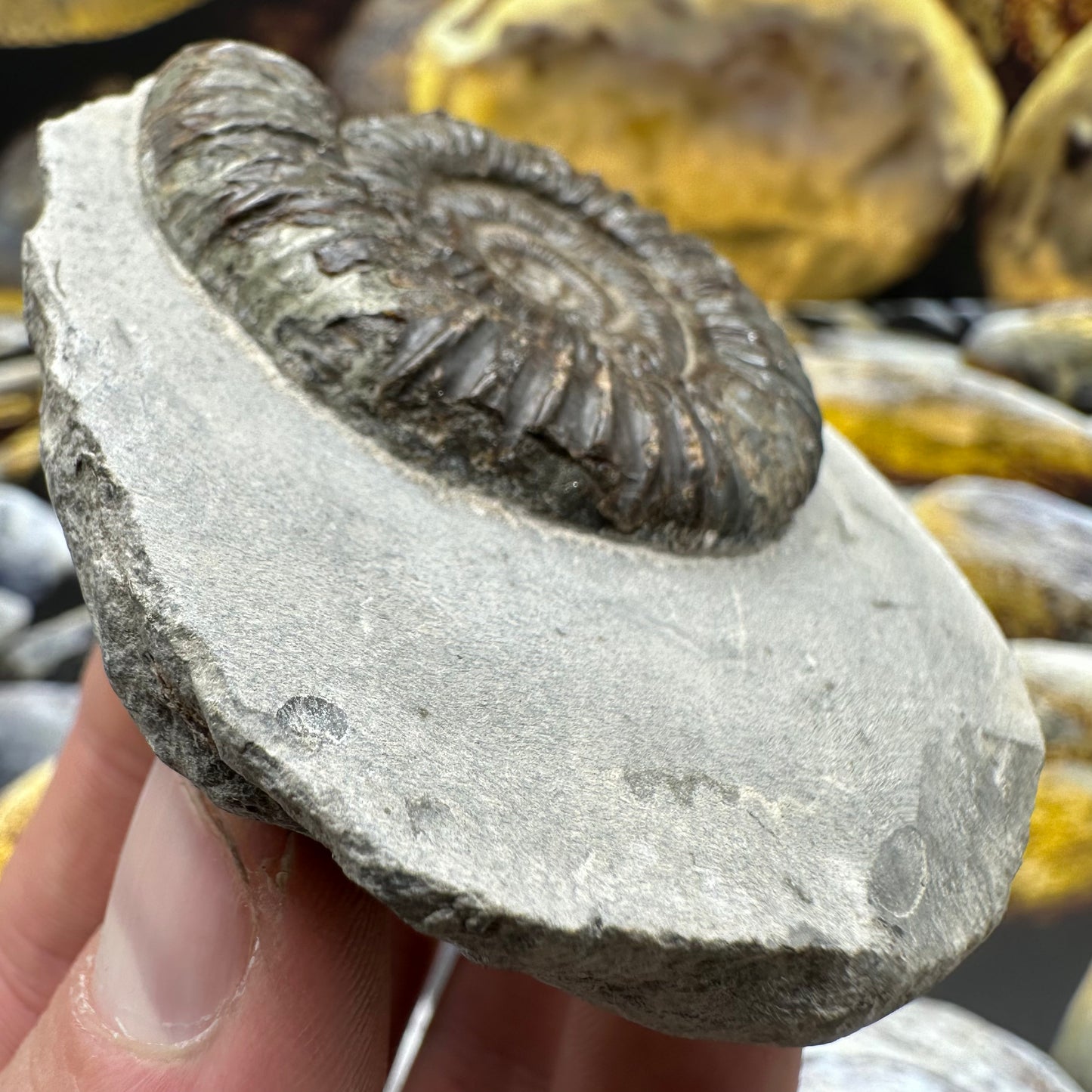 Dactylioceras ammonite fossil - Whitby, North Yorkshire Jurassic Coast