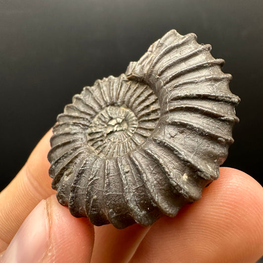 Schlothemia sp. ammonite fossil with box and stand - Whitby, North Yorkshire Jurassic Coast, Yorkshire fossils
